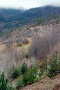 #9: Lovely country