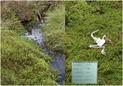 #6: Swamp & remaining of a bird