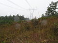 #5: Looking west from 35N 93W toward power line support tower.