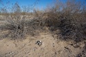 #4: The confluence point lies in front of this large bush