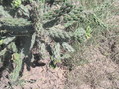 #7: Ground cover at 37 North 103 East:  Shortgrass prairie, cactus, cholla.