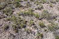 #5: Ground cover at the confluence point