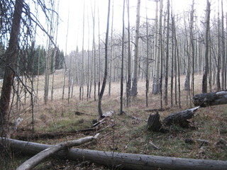 #1: Looking south-southwest at the confluence, pretty close to that stump