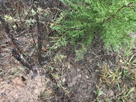 #5: More ground cover near confluence point. 