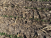 #8: Groundcover at the confluence point. 