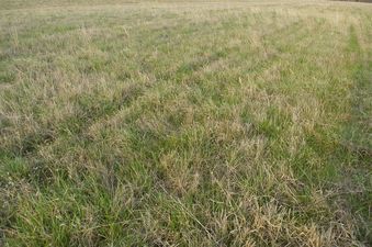 #1: The confluence point lies in an empty, grass-covered field