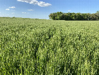#4: View to the north from the confluence point. 