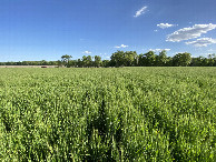 #6: View to the south from the confluence point. 