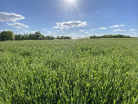 #7: View to the west from the confluence point. 