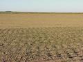 #3: View to the west from the confluence.