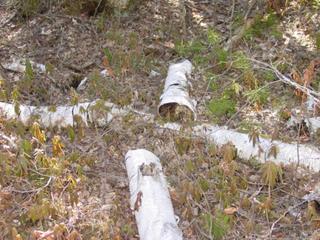 #1: The downed Birches in the immediate vicinity of the confluence