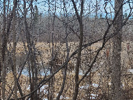 #7: One of many beaver lodges in the area