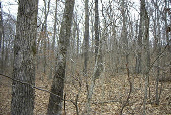 #1: View to the west from the confluence