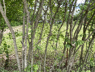 #6: View to the south from the confluence point. 