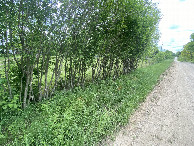 #7: View to the west from the confluence point. 