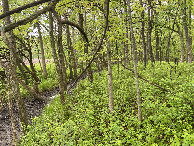 #6: View to the south from the confluence point. 