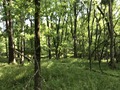 #6: View to the north from the confluence.