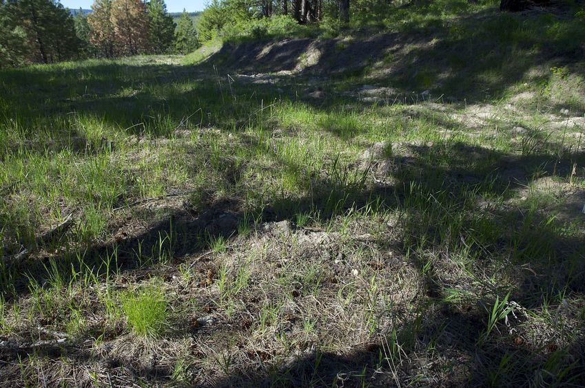 The confluence point lies on an old road cut