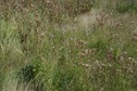 #5: The confluence point lies in flat grassland (with scattered thistles), just 200 feet from the bank of the Missouri River