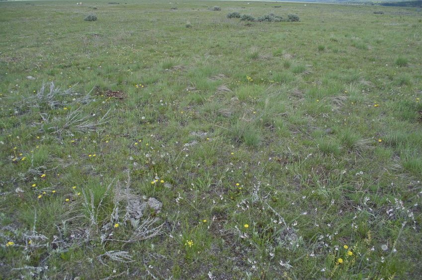 The confluence point lies in a meadow, in the Blackfoot River (North Fork) valley