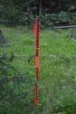 #7: Several of the trees near the confluence point were marked with these plastic flags 