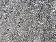 #8: The ground cover at the confluence point.