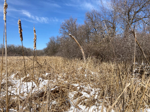 #1: Looking northwest toward 42N 97W, located in front of the prominent trunk in the middle right of the photo