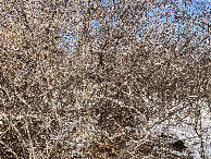 #2: Looking north from the confluence, at the dormant trees