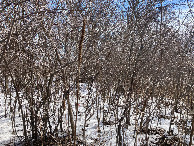 #3: Looking east, more trees