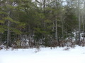 #10: Not a scene easily seen in summer:  the view uphill from Carpenter’s Marsh toward 43N 72W