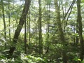 #2: View west toward the marsh below.