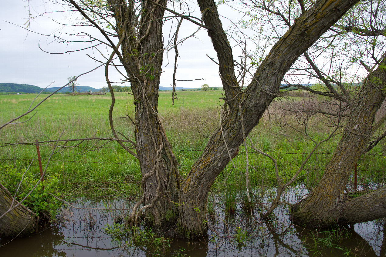 Looking towards the point from the road (across a ditch), 0.1 miles away