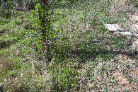 #5: Ground cover at the confluence point