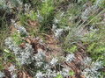 #3: Ground cover at the confluence point.