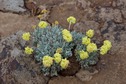 #8: Wildflowers growing near the confluence point