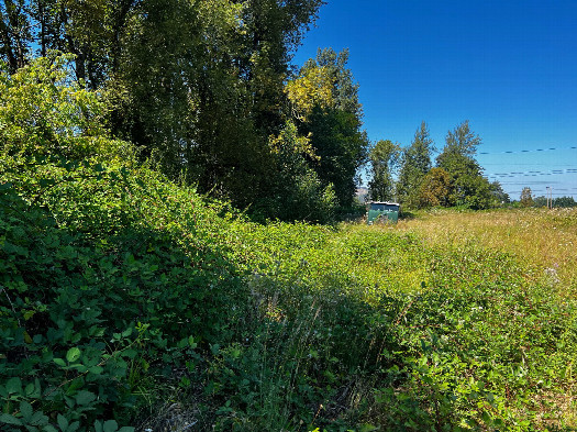 #1: The confluence point lies inside a thick blackberry bush, on the left-hand side of this photo.  (This is also a view to the North.)