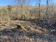 #4: View to the south from the confluence point and the confluence stump.