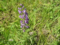 #2: Ground cover at the confluence point:  Flowers and grasses.