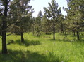 #6: View to the south from the confluence.