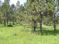 #7: View to the west from the confluence point.