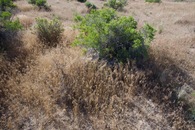 #5: Ground cover at the confluence point.  (There is a geocache box under this bush, if anyone cares.)