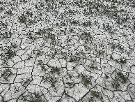 #5: Ground cover at the confluence point