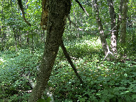 #2: View to the north from the confluence point. 