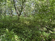 #3: View to the east from the confluence point. 