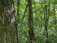 #4: View to the south from the confluence point. 