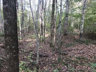 #6: View to the east from the confluence point. 