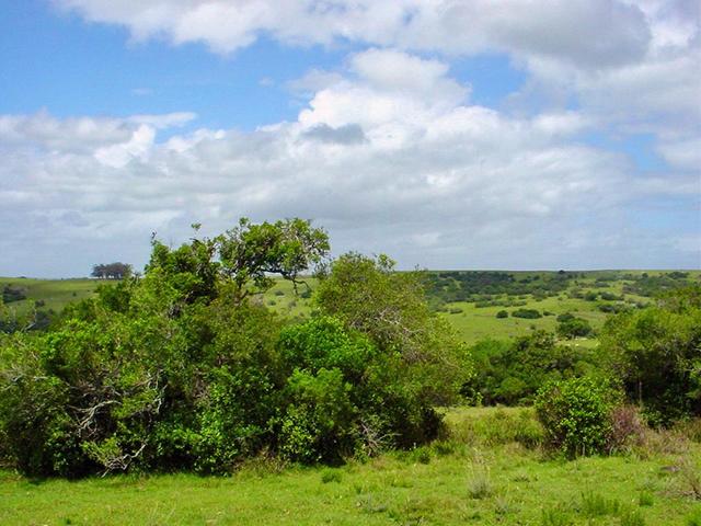 Looking East from the Confluence Point