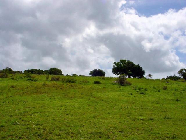 Looking West from the Confluence Point