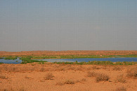 #6: water wasting: irrigation leftover evaporates in Kyzylkum destert