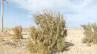 #7: Saxaul tree